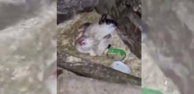 Yumurta sanıp kanatlarının altına aldı!
