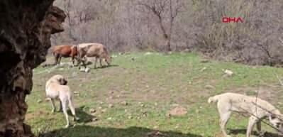 Erzincan'da &ccedil;obanın teknolojik &ccedil;&ouml;z&uuml;m&uuml;: S&uuml;r&uuml;ye yaklaşan ayıları dronla kovaladı