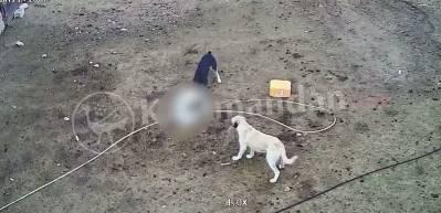 Karaman'da başıboş k&ouml;pekler ke&ccedil;ileri yedi!