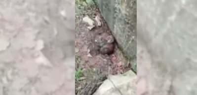 Kedi sanmıştı nesli t&uuml;kenmekte olan vaşak &ccedil;ıktı!