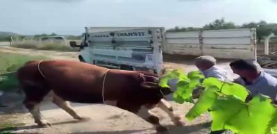 6 kişinin zapt edemediği boğa, tekmeyle bir kişiyi yere serdi