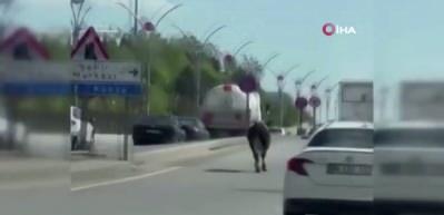 Dana ka&ccedil;tı, vatandaş kovaladı: Kurbanlık, Ankara trafiğini birbirine kattı