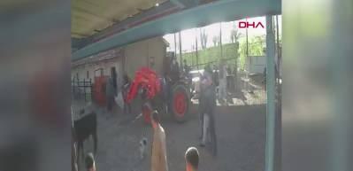  İpinden kurtulan boğanın etrafındakilere saldırısı kamerada