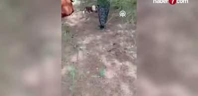 Yaylada doğan buzağıyı kilometrelerce sırtında taşıdı! Bir an bile peşinden ayrılmadı
