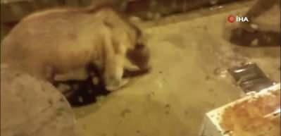 Barajda gece n&ouml;beti tutan g&uuml;venlik&ccedil;iye iki ayı yavrusu s&uuml;rprizi