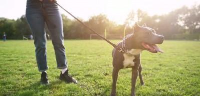 İngiltere'de yeni k&ouml;pek yasası: &Ccedil;ocuklarla yalnız bırakmak yasak