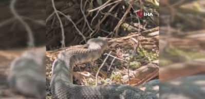 Tunceli'de koca engerek yılanı g&ouml;r&uuml;nt&uuml;lendi