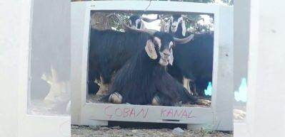 Fenomen &ccedil;obanın ke&ccedil;isi hava durumu sunmaya başladı!