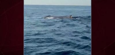 Alanya a&ccedil;ıklarında g&ouml;r&uuml;nt&uuml;lenen balina herkesi şaşırttı
