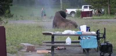 ABD'de bizon dehşeti: Yaşlı adamı 2,5 metre havaya fırlattı!