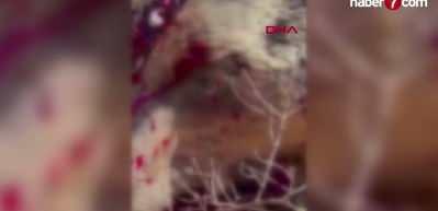 İzmir'de balkonda uyuyan yaşlı adama saldırıp &ouml;ld&uuml;ren ayı vuruldu