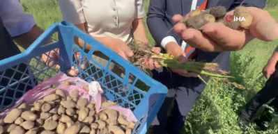 Y&uuml;ksekova'da tarımda yeni d&ouml;nem: Yoncalı k&ouml;y&uuml;nde ilk ticari salep hasadı yapıldı