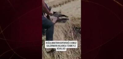 Hayatını kurtardığı domuz saldırınca tekmeyle kovaladı