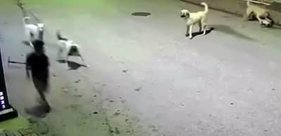 K&ouml;peklerin hedefi olan &ccedil;ocuk, canını elindeki skuterı fırlatarak kurtardı!