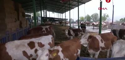 Canlı hayvan kesimhanelerinde kamera sistemi zorunlu olacak
