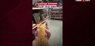 İş yerine giren dev &ccedil;ekirgeyi kedisine avlattı! O anlar sosyal medyayı salladı
