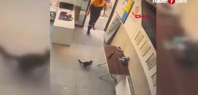 Kayseri'de ilgin&ccedil; kavga: Ofise giren karga kedinin hedefi oldu: İstasyon g&ouml;revlisi m&uuml;dahale etti