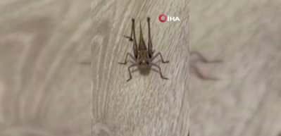 Tarım ve Orman Bakanlığı, &ccedil;ekirge istilası iddialarını yalanladı