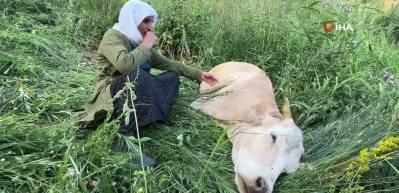U&ccedil;urumdan d&uuml;şerek telef olan ineğine sarılıp saatlerce ağladı
