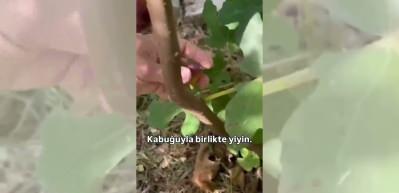 İncirin kabuğunu soyanlar yandı! Meğer her derde devaymış