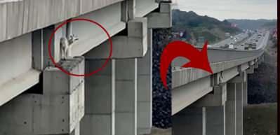Viyad&uuml;kte mahsur kalan ke&ccedil;iyi itfaiye ekipleri halatla yukarı &ccedil;ekti
