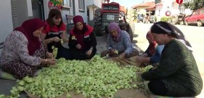Amasya'nın tescilli sarı altını: Kilosu tam 1400 lira!
