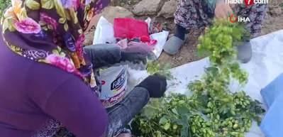 Bilecik'te 'yeşil altın' hasadı başladı