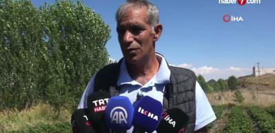 Burada yetişmez demişlerdi: Tonlarca meyve verdi!