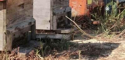 Tekirdağlı kadın girişimci bir kovanla başladığı arıcılıkta 450 kovana ulaştı