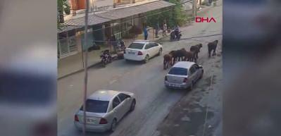 Hatay'da yola inen başıboş mandalar trafiği durma noktasına getirdi