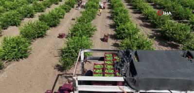 Adana&rsquo;da limon hasadı başladı: 710 bin ton rekolte bekleniyor