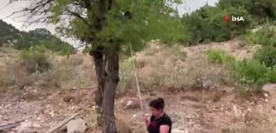Torosların taş eriği sofralara iniyor 10 kilo erikten 1 kilo ekşi &ccedil;ıkıyor kilogramı 500 liradan satılıyor
