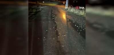 Bing&ouml;l'de y&uuml;zlerce kurbağa kara yoluna &ccedil;ıktı