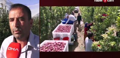 Ge&ccedil;en yıl don vurdu, hasat yapılamadı: Bu yıl y&uuml;zleri g&uuml;ld&uuml;rd&uuml;!