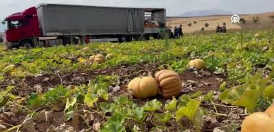 Elazığ&rsquo;da 20 yıl &ouml;nce deneme ama&ccedil;lı ekildi: Şimdi 1200 ton &uuml;retiliyor