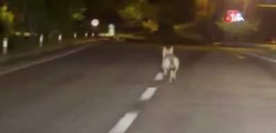 Şehre inen kurdu otomobiliyle kovaladı