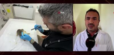 Tokat&rsquo;ta mide bulantısı ve kusma salgını hayvanlarda da g&ouml;r&uuml;ld&uuml;