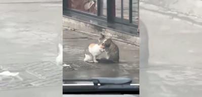 İstanbul&rsquo;da bir kedinin arkadaşına masaj yaptığı anlar g&uuml;l&uuml;msetti
