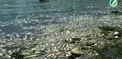 40 ton &ouml;l&uuml; balık sahile vurdu! Salgın uyarısı yapıldı