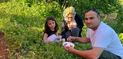 4 saatte bir kilo toplanabilen &ccedil;ileğin kilosu 200 TL