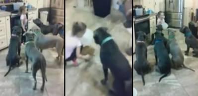 4 yaşında k&uuml;&ccedil;&uuml;k kız ve 6 pitbull