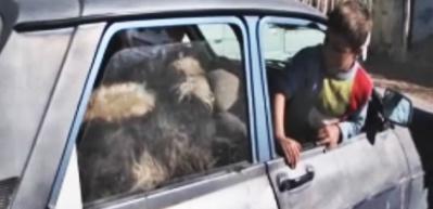 6 koyun bir otomobile girerse!