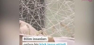 6.500 ipek b&ouml;ceği bir araya gelince neler yapabilir? 