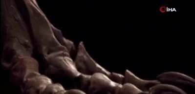 67 milyon yıllık T-rex iskeletine dudak uçuklatan fiyat!
