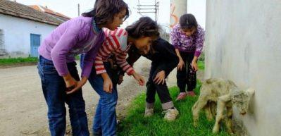 6 bacaklı kuzu g&ouml;renleri şaşırtıyor