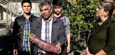 6 kiloluk yeni turp &ccedil;eşidi