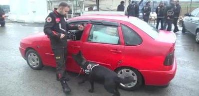 "Alfi" ka&ccedil;ak&ccedil;ıların korkulu r&uuml;yası olacak