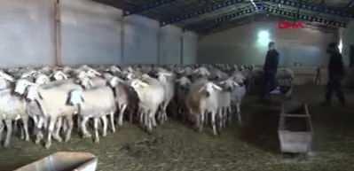 7 yıldır yaptığı s&ouml;zleşmeli &ouml;ğretmenliği bırakarak, hayvancılık yapmaya başladı!