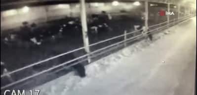 Deprem anında hayvanların panik anı kamerada