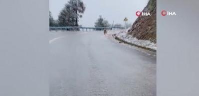 Buzlu yolda kayan sevimli köpek gülümsetti